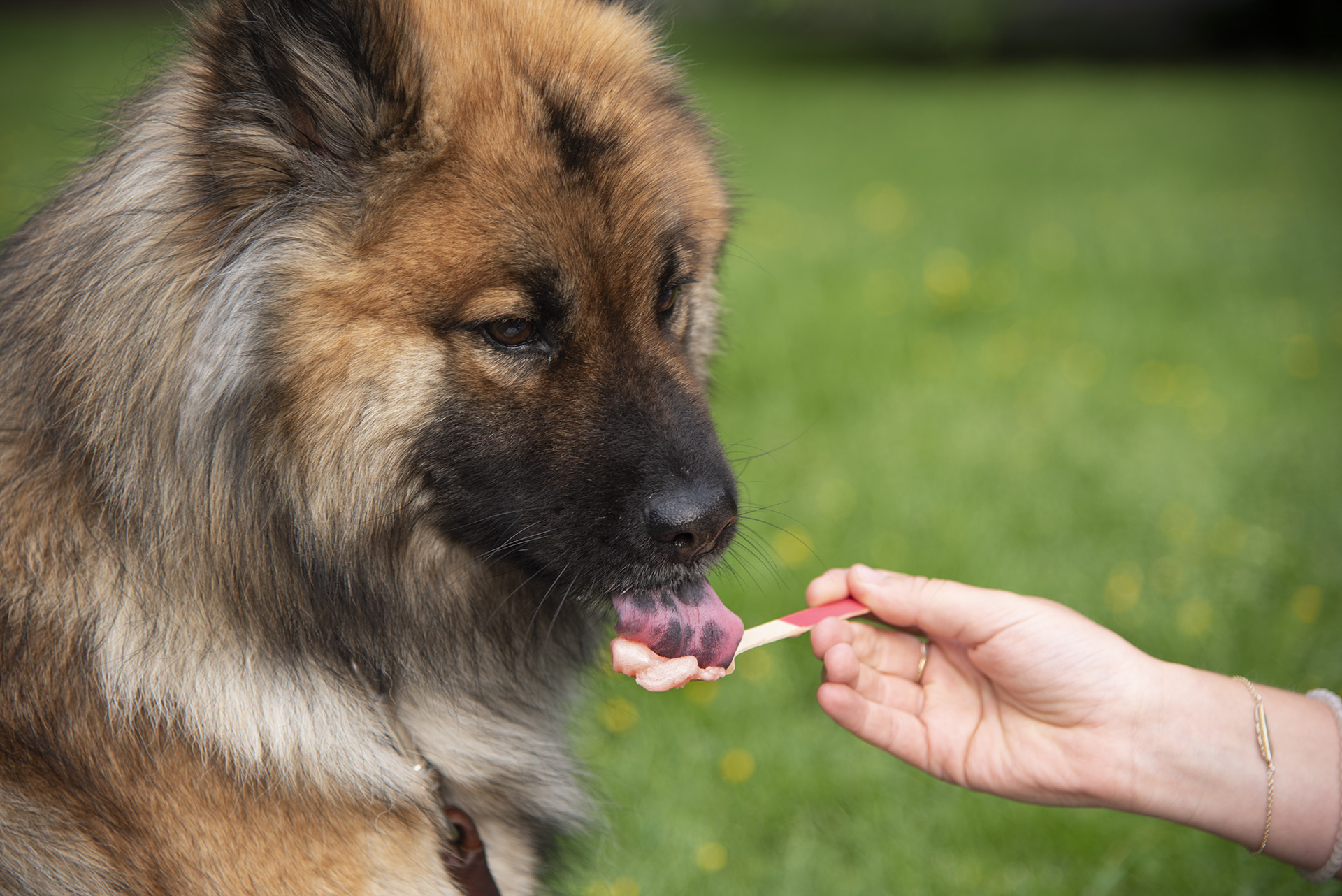Hunden Sia spiser iskrem fra en skje.